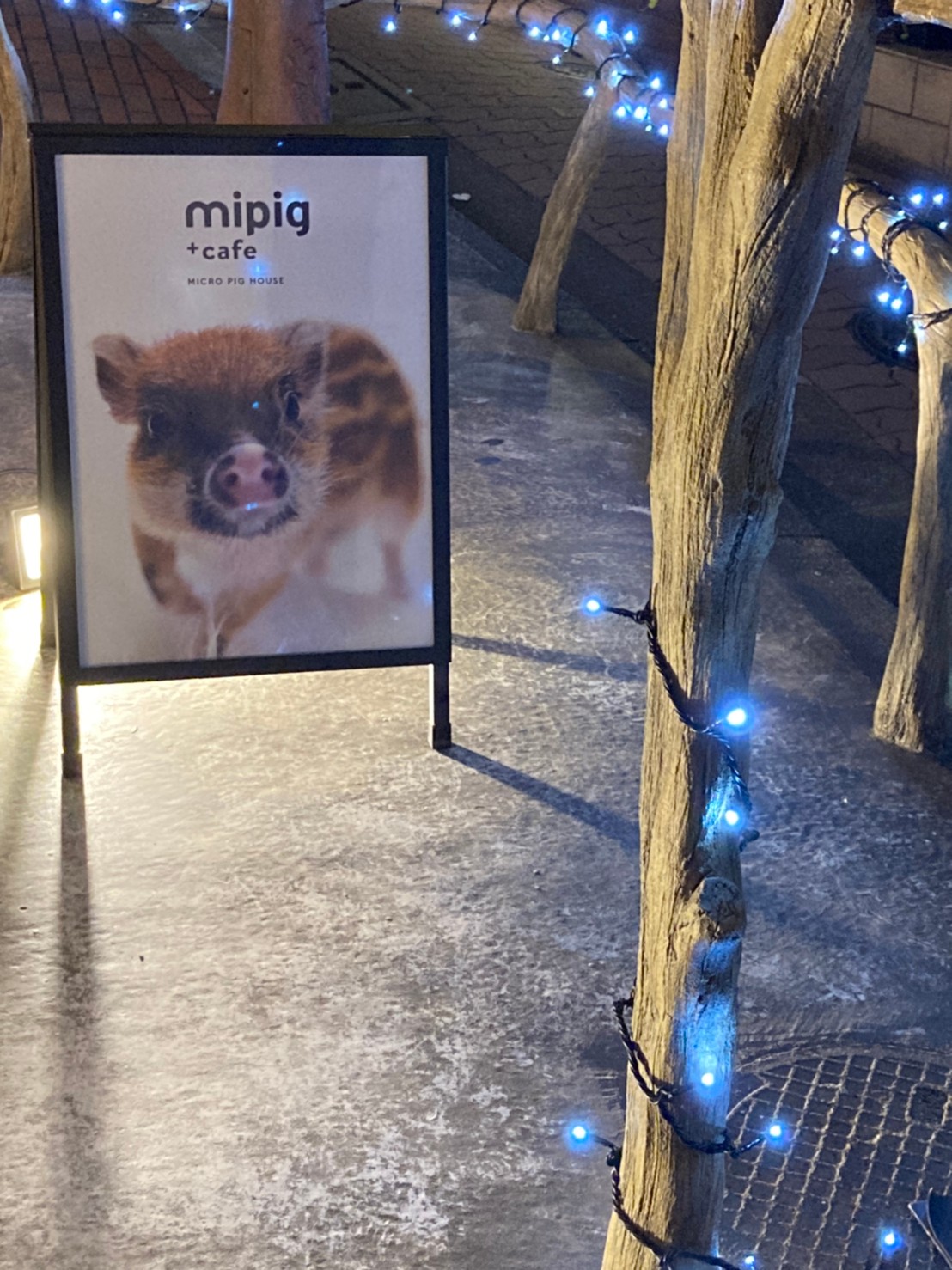 東京で部屋探しと、マイクロブタカフェ